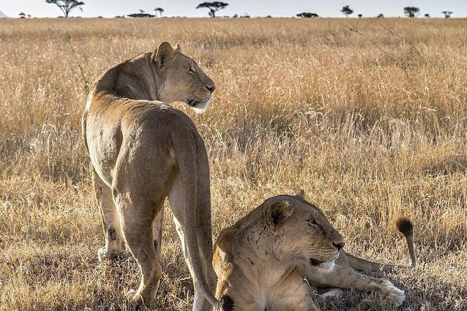 5 days Safari to Lake Manyara, Serengeti and Ngorongoro crater - Lake Manyara: a compact park with varied wildlife