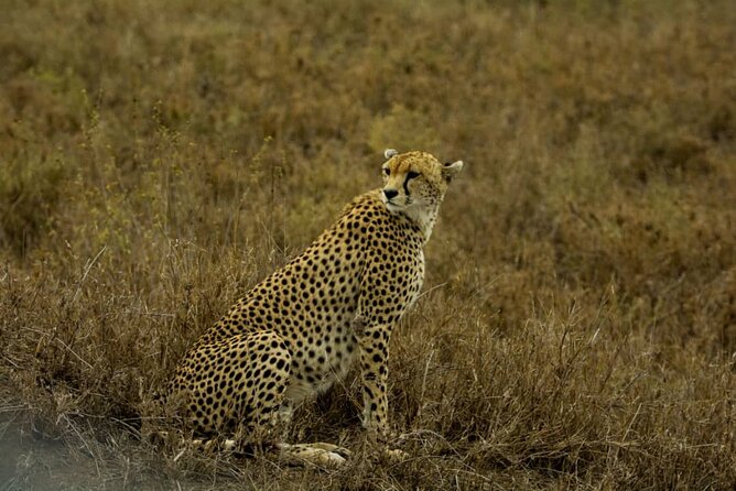 5 Days Tanzania Group Joining Safari, Tarangire/Serengeti/Ngorongoro Crater - What the $1,120 price really buys