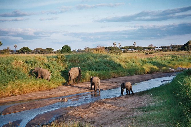 5 Days Tanzania Safari- Tarangire Np, Serengeti Np and Ngorongoro Crater - A five-day safari with a route worth clarifying