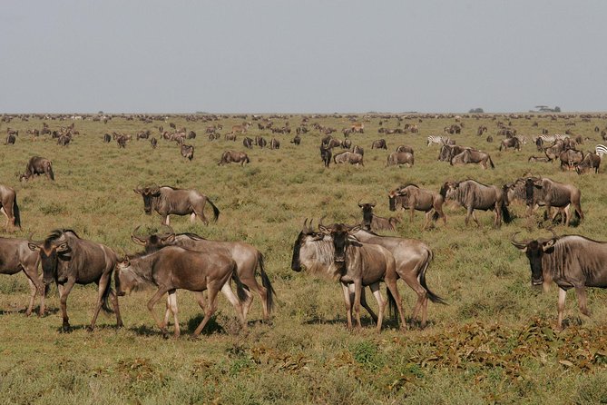 5 Days Tanzania Safari- Tarangire Np, Serengeti Np and Ngorongoro Crater - Reaching Serengeti on day two