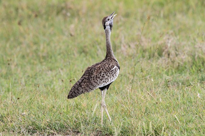 5 Days Tanzania Safari- Tarangire Np, Serengeti Np and Ngorongoro Crater - Moving from Serengeti to Ngorongoro
