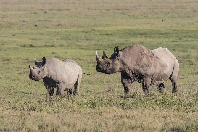 5 Days Tanzania Safari- Tarangire Np, Serengeti Np and Ngorongoro Crater - Ngorongoro Crater on the final morning