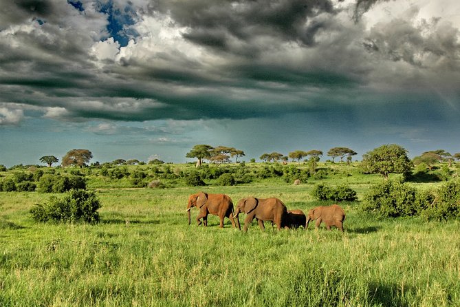 5 days Tarangire Serengeti and Ngorongoro Crater Tanzania - Why this five-day route works