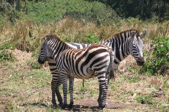 5 days Tarangire Serengeti and Ngorongoro Crater Tanzania - Day 5: Return to Arusha and the airport