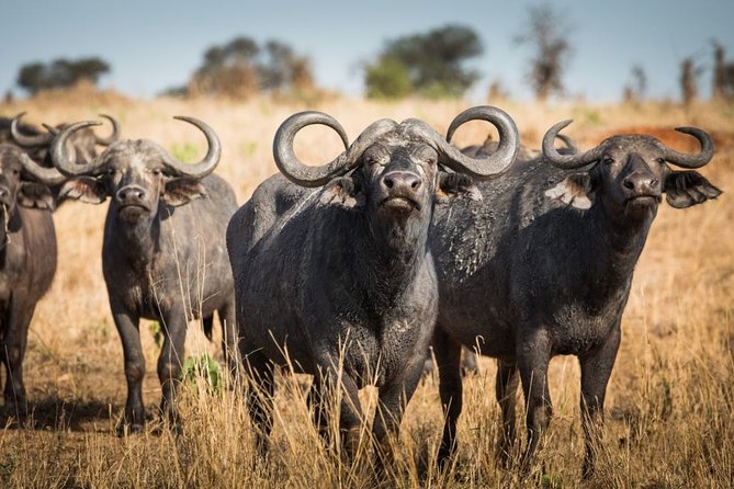 5 days Tarangire Serengeti and Ngorongoro Crater Tanzania - Day 2: A full day around Ndutu