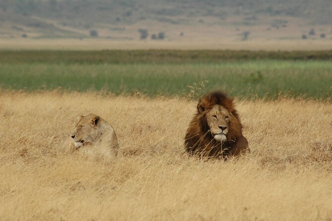 5 days Tour Tarangire, Serengeti, Ngorongoro Crater & Lake Manyara Park-Midrange - Four parks, four very different safari experiences