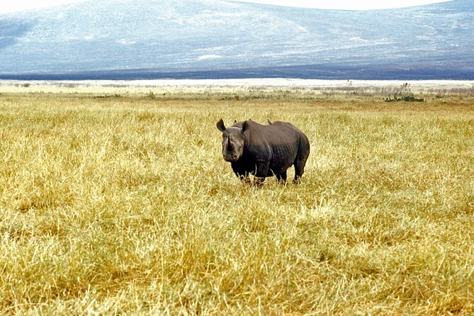 5 days Tour Tarangire, Serengeti, Ngorongoro Crater & Lake Manyara Park-Midrange - Day three: the Serengeti from morning to afternoon