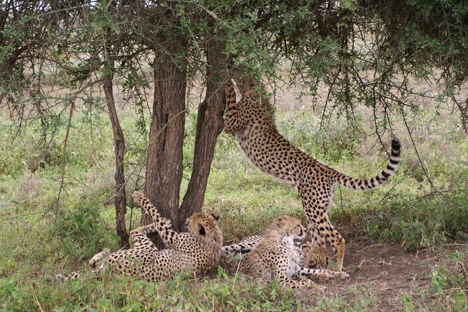 5 days Tour Tarangire, Serengeti, Ngorongoro Crater & Lake Manyara Park-Midrange - Day four: the crater floor and a search for black rhino