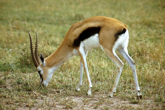 5 days Tour Tarangire, Serengeti, Ngorongoro Crater & Lake Manyara Park-Midrange - Day five: birds, hippos, and Lake Manyara