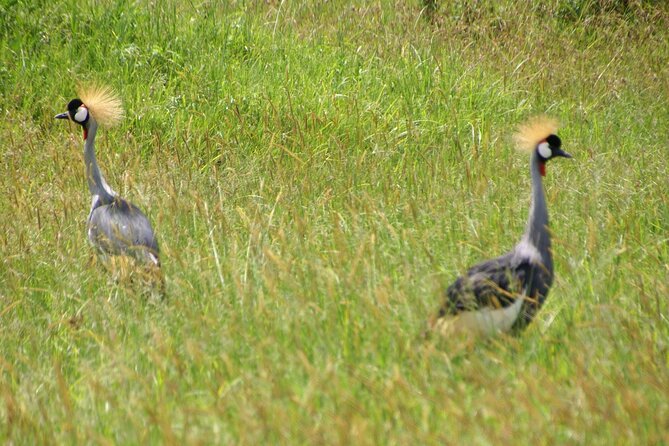 5 days Tour Tarangire, Serengeti, Ngorongoro Crater & Lake Manyara Park-Midrange - What the $1,900 price really covers