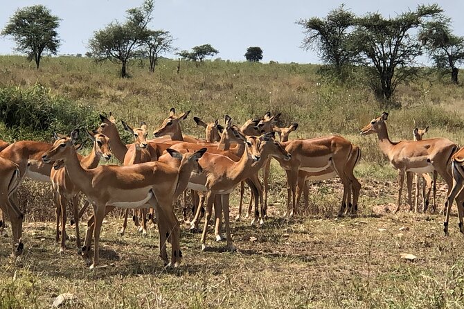 5 days Tour Tarangire, Serengeti, Ngorongoro Crater & Lake Manyara Park-Midrange - Vehicle size, guiding, and the group question