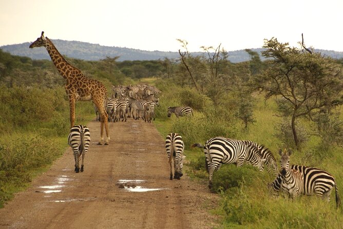 5 days Tour Tarangire, Serengeti, Ngorongoro Crater & Lake Manyara Park-Midrange - Day one: elephants and baobabs in Tarangire