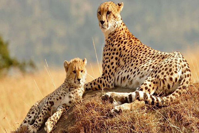 5days Tanzania Safari lodge and camping Serengeti, Tarangire & Ngorongoro Crater - Day 4: Sunrise wildlife and the Ngorongoro rim