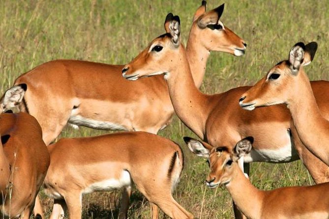 5days Tanzania Safari lodge and camping Serengeti, Tarangire & Ngorongoro Crater - Camping, meals, and the practical side