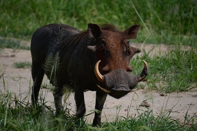 5days Tanzania Safari lodge and camping Serengeti, Tarangire & Ngorongoro Crater - The guides can shape the whole experience