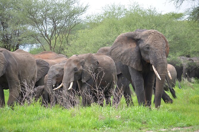 5days Tanzania Safari lodge and camping Serengeti, Tarangire & Ngorongoro Crater - Day 1: Tarangire brings elephants and baobabs