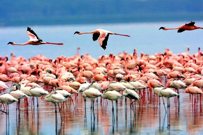 6 Days 5 Nights lodge safari Tarangire, Manyara, Serengeti & Ngorongoro Crater - Day 4: A full Serengeti day in the Seronera area