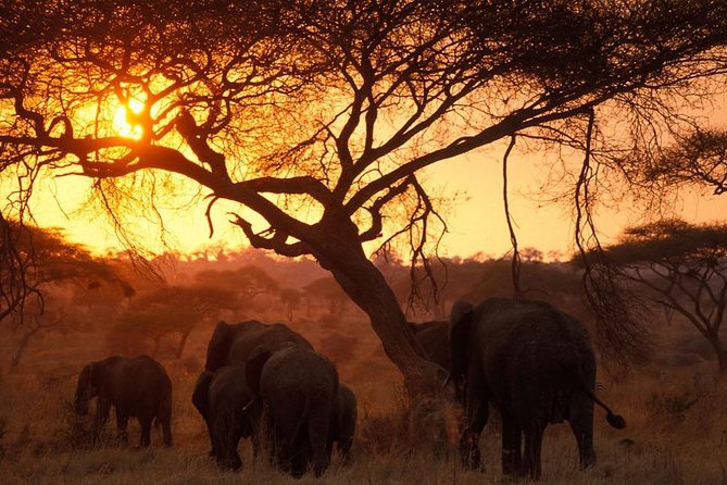 6 Days 5 Nights lodge safari Tarangire, Manyara, Serengeti & Ngorongoro Crater - Day 6: Down into Ngorongoro Crater