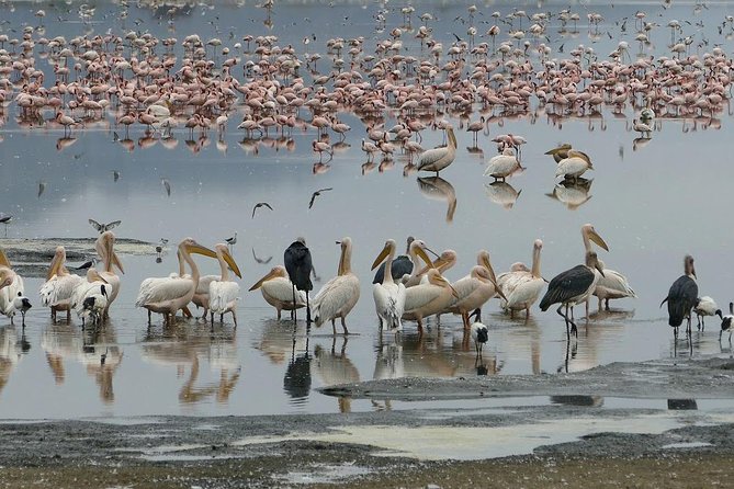 6 Days best adventure kilimanjaro ,Tarangire ,Serengeti &Ngorongoro crater - Day 4: Ngorongoro Crater’s concentrated wildlife