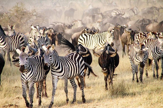 6 Days best adventure kilimanjaro ,Tarangire ,Serengeti &Ngorongoro crater - Day 5: Tarangire’s elephants and giant trees