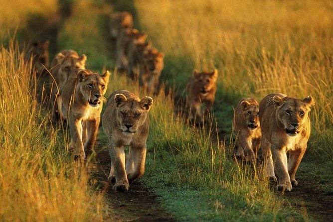 6 Days best adventure kilimanjaro ,Tarangire ,Serengeti &Ngorongoro crater - Accommodation, meals, and comfort