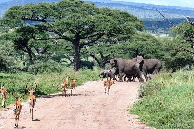 6 Days lodge &camping tour Serengeti ,Tarangire ,Ngorongoro Crater and Manyara - Day 3: An early Serengeti start for predators