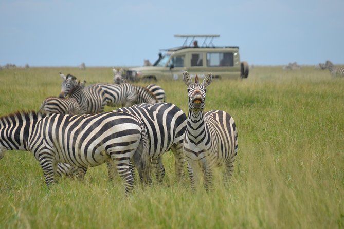 6 Days lodge &camping tour Serengeti ,Tarangire ,Ngorongoro Crater and Manyara - Day 4: Leaving the Serengeti for the crater rim
