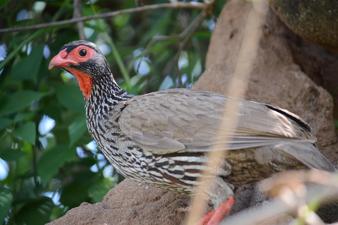 6 Days lodge &camping tour Serengeti ,Tarangire ,Ngorongoro Crater and Manyara - Day 5: Down into Ngorongoro Crater