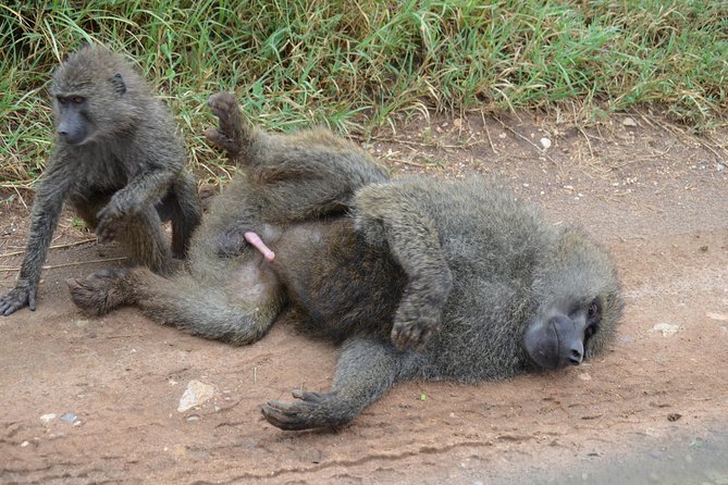 6 Days lodge &camping tour Serengeti ,Tarangire ,Ngorongoro Crater and Manyara - Day 6: Lake Manyara closes the circuit