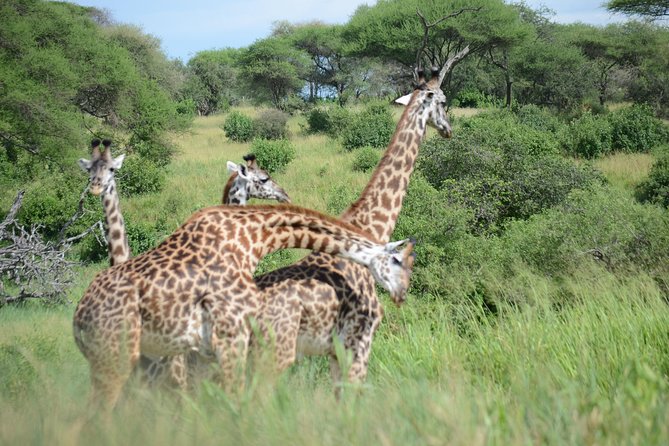 6 Days lodge &camping tour Serengeti ,Tarangire ,Ngorongoro Crater and Manyara - Camping, lodges, and the practical side of the trip