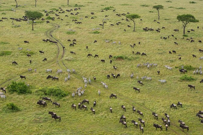 7 Days Group Camping Tarangire/Serengeti/Ngorongoro Crater and Lake Manyara - Day four: Olduvai Gorge and the first Serengeti drive