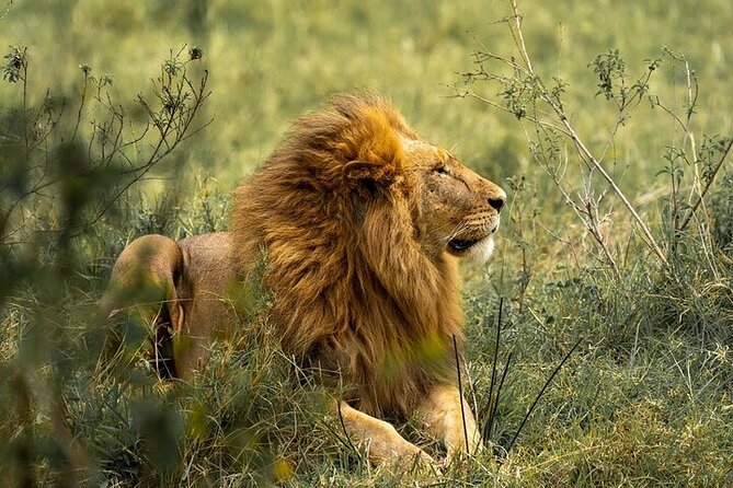7 Days Rhino Ngorongoro Crater Safari Tour - The big picture: four parks in seven days
