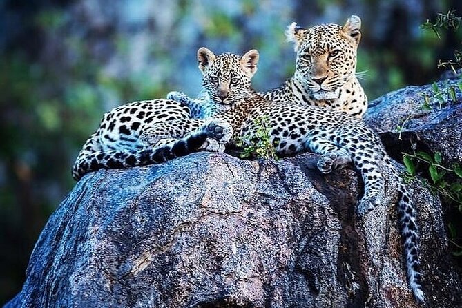 7 Days Rhino Ngorongoro Crater Safari Tour - Serengeti National Park: give the plains a full day