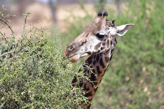 7 Days Rhino Ngorongoro Crater Safari Tour - Ngorongoro Crater: the strongest rhino opportunity