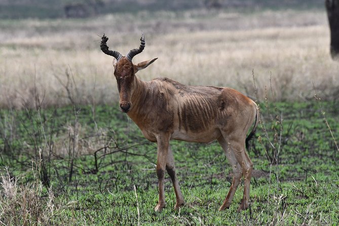 7 Days Rhino Ngorongoro Crater Safari Tour - Lake Manyara: forest, hippos, and possible tree-climbing lions
