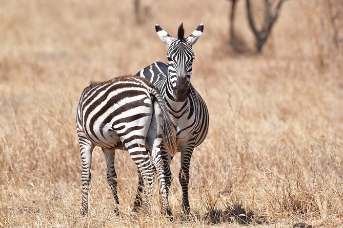 7 Days Rhino Ngorongoro Crater Safari Tour - Guide quality, group size, and the safari vehicle