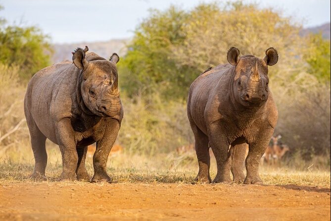 7 Days Rhino Ngorongoro Crater Safari Tour - Tarangire National Park: elephants and baobabs on day two