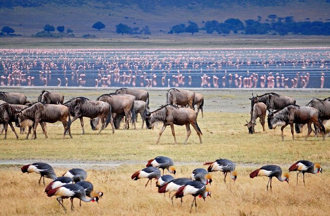 7 Days Safari. Serengeti, Tarangire, Lake Manyara & Ngorongoro Crater. - The safari at a glance