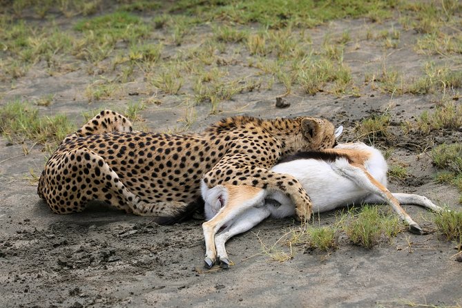 7 Days Safari. Serengeti, Tarangire, Lake Manyara & Ngorongoro Crater. - Guides, vehicles, and the human side