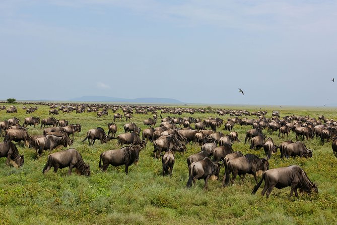 7 Days Safari. Serengeti, Tarangire, Lake Manyara & Ngorongoro Crater. - Food, accommodation, and what to pack