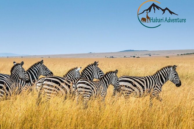 7 Days Safari. Serengeti, Tarangire, Lake Manyara & Ngorongoro Crater. - Days 2 to 4: Giving the Serengeti enough time