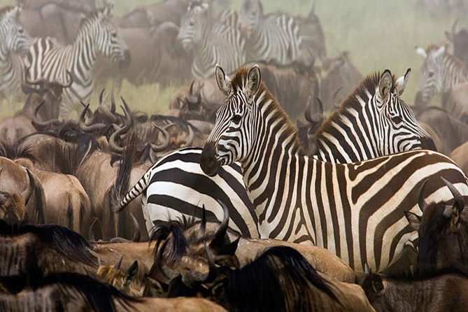 7Day Serengeti Migration (Ndutu), Crater, Hot Springs & City Tour - Day 5: Elephants and baobabs in Tarangire