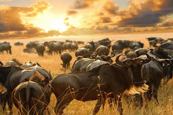 7Day Serengeti Migration (Ndutu), Crater, Hot Springs & City Tour - Day 7: Materuni Waterfalls and Chemka Hot Springs