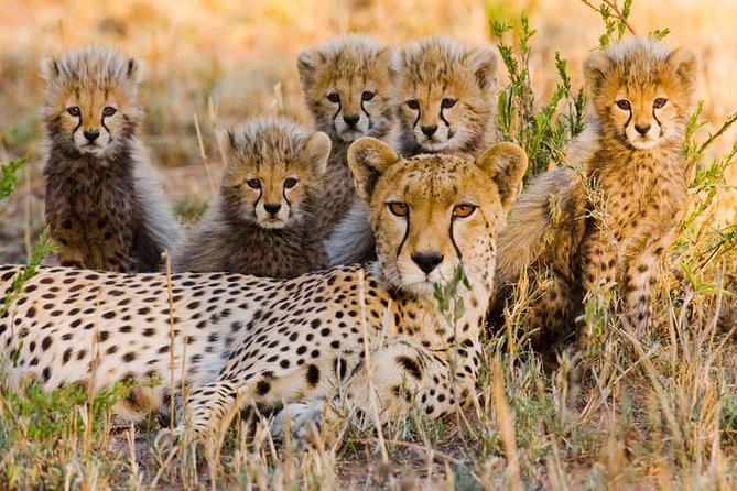 7Day Serengeti Migration (Ndutu), Crater, Hot Springs & City Tour - Day 1: A quiet start at Arusha Serena Hotel