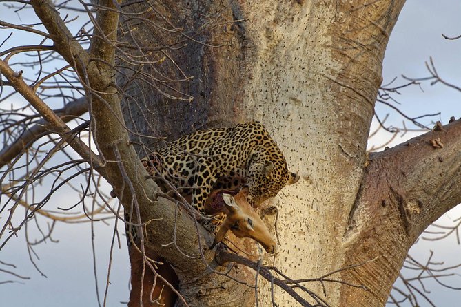 9 Days Tarangire, Serengeti, Ngorongoro Crater & Manyara Camping Safari Tour - Why This Nine-Day Route Works