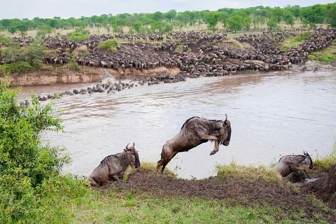 9 Days Tarangire, Serengeti, Ngorongoro Crater & Manyara Camping Safari Tour - Three Serengeti Nights Are the Strong Point