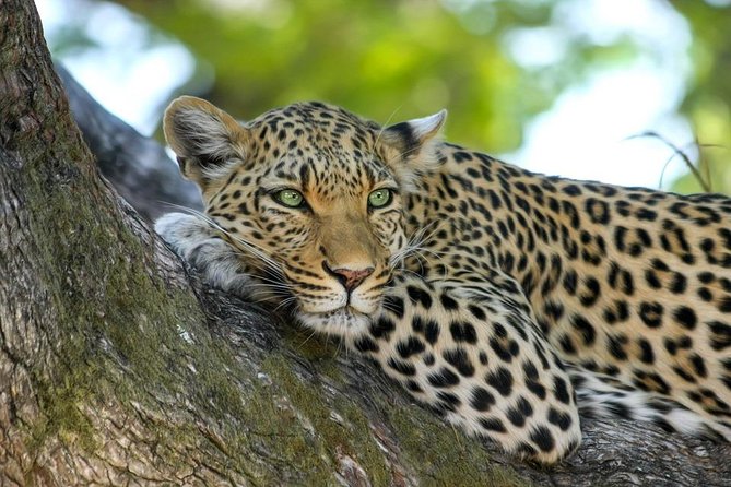 9 Days Tarangire, Serengeti, Ngorongoro Crater & Manyara Camping Safari Tour - Ngorongoro Crater Packs Wildlife Into a Smaller Area