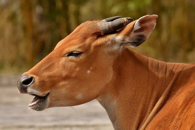 9 Days Tarangire, Serengeti, Ngorongoro Crater & Manyara Camping Safari Tour - Lake Manyara Rounds Out the Park Circuit
