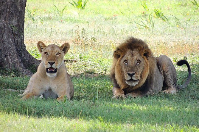 9 Days Tarangire, Serengeti, Ngorongoro Crater & Manyara Camping Safari Tour - A Small Group Helps, But the Guide Matters Most