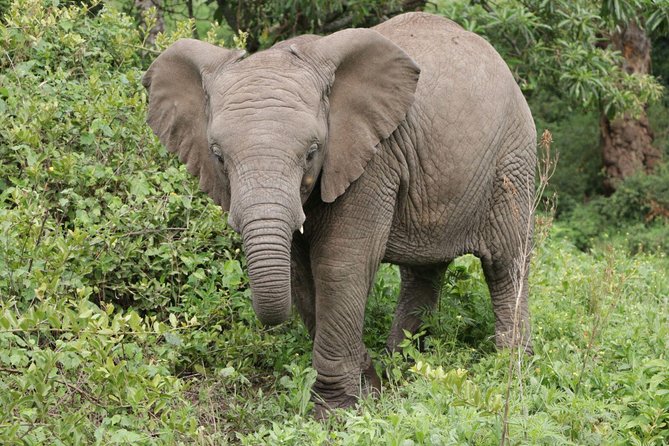 9 Days Tarangire, Serengeti, Ngorongoro Crater & Manyara Camping Safari Tour - What the Price Includes and What It Leaves Out